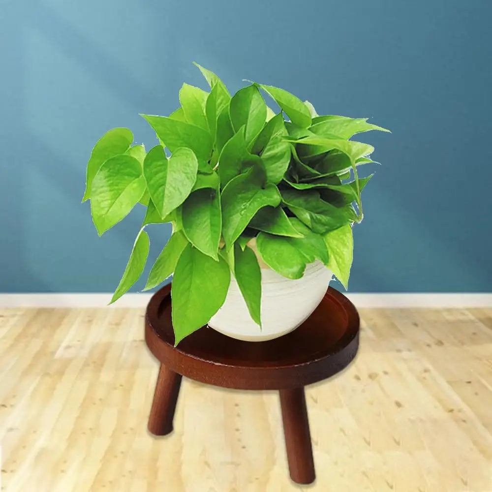 Multifunctional Wooden Stool Plant Holder